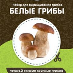 Фото:  Домашняя грибница. Вид 8.
