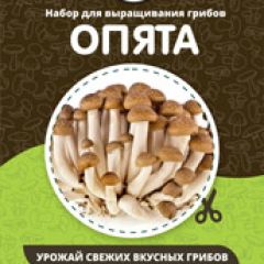 Фото:  Домашняя грибница. Вид 9.