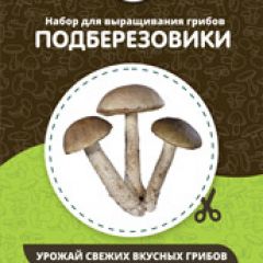 Фото:  Домашняя грибница. Вид 6.