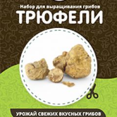 Фото:  Домашняя грибница. Вид 3.