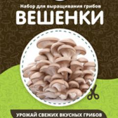 Фото:  Домашняя грибница. Вид 12.