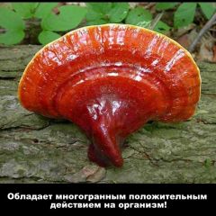 Фото:  Ганодерма. Вид 5.